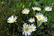 83 Bianche margherite d'Alpe